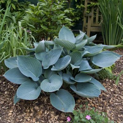 Hosta 'Moody Blues'